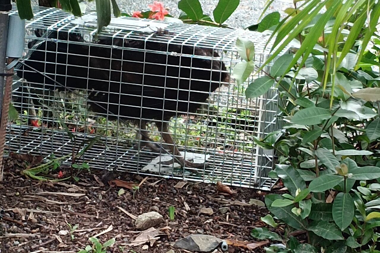 unser Puter ist angeblich ein Störenfried, deshalb muß er umziehen
