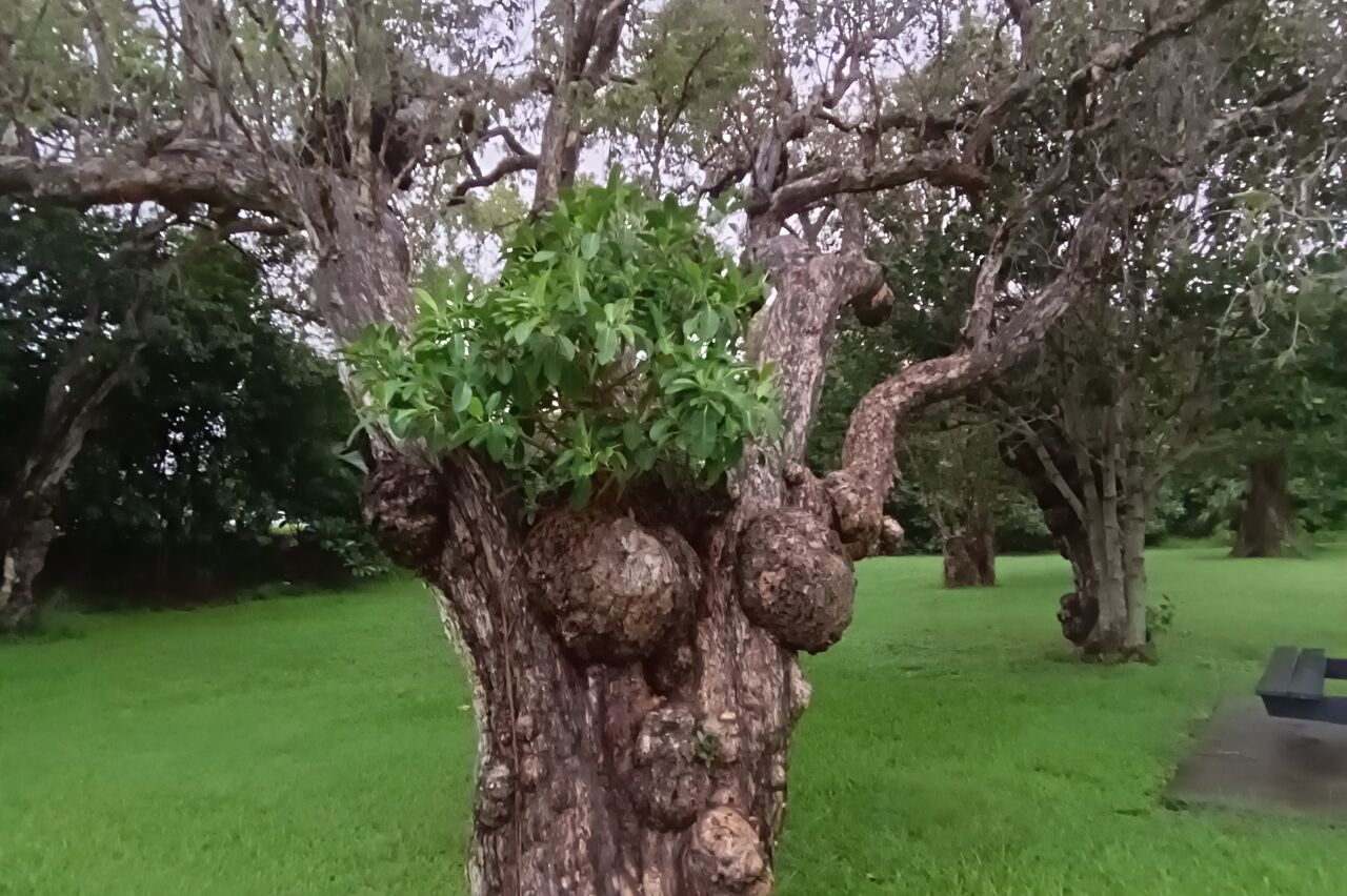 aber dafür haben wir einen coolen Baum entdeckt: "seifiger Teebaum", hmm