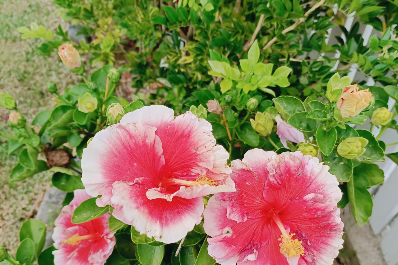 Mama entdeckt schon wieder tolle Blumen