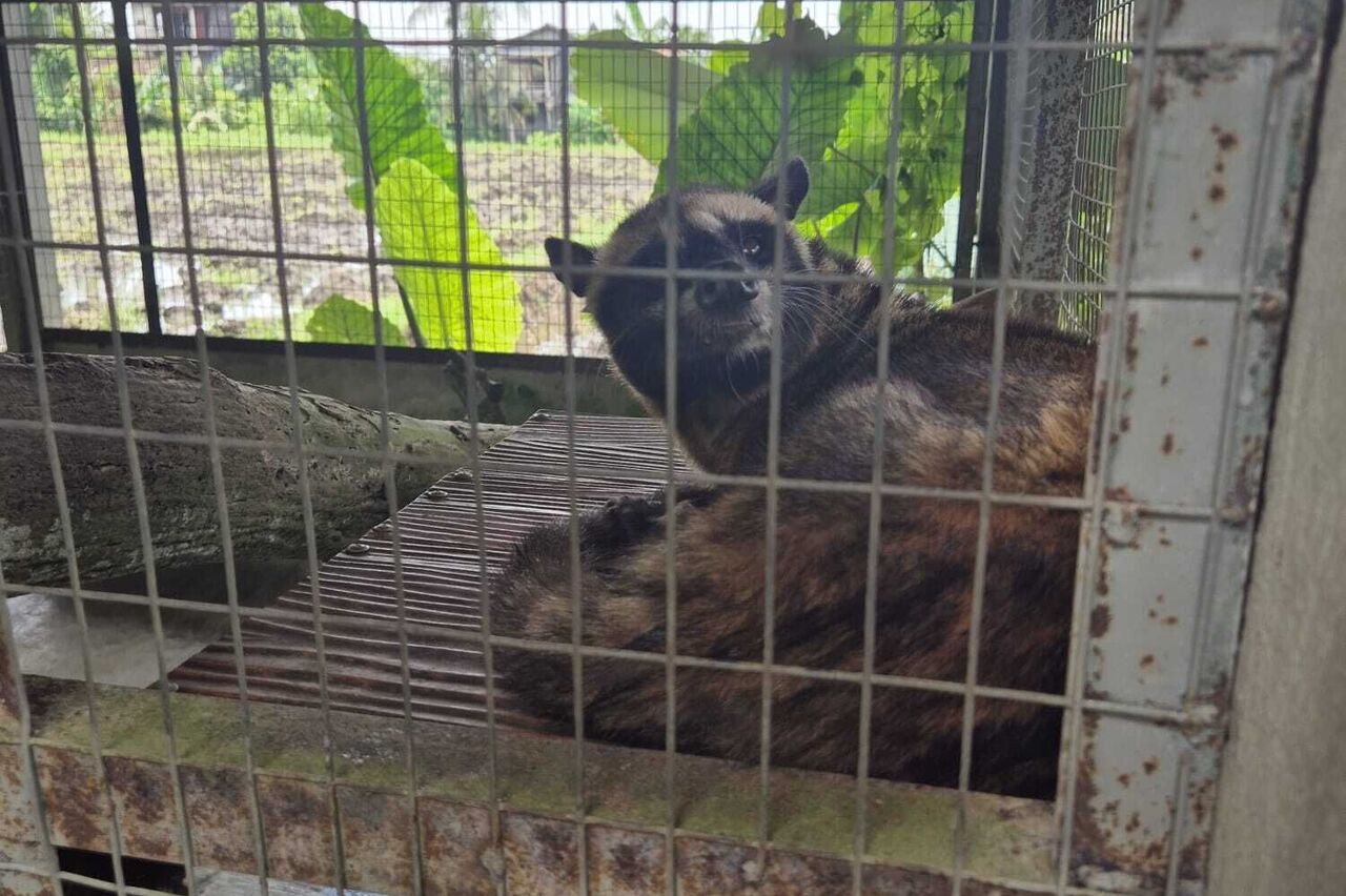 der "Luwak" frisst den grünen Kaffee und die Menschen sammeln später den unverdauten, fermentierten Kaffee wieder ein