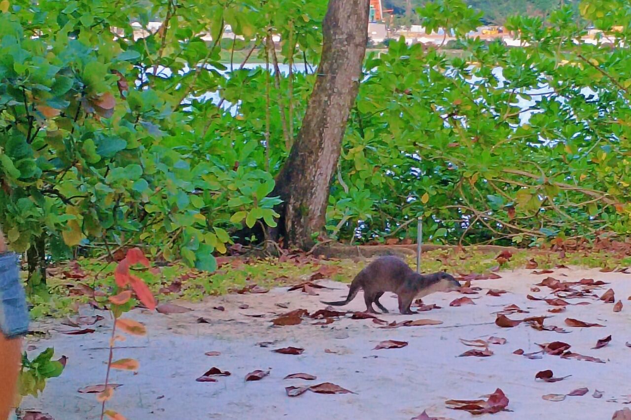 mitten in der Stadt läuft uns ein Otterüber den Weg, wir dachten vorher die Otterwarnschilder sind fake ;)