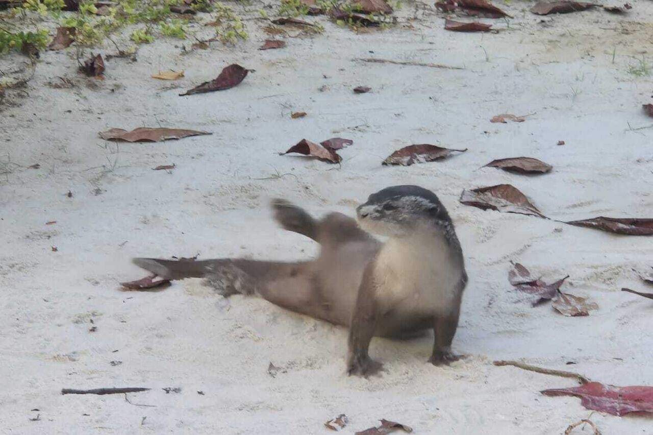 da issa ja, Kollege Otter, putzt sich das Popöchen