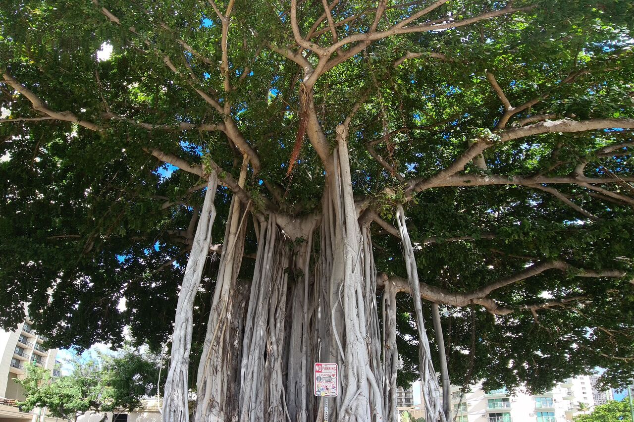 dieser prächtige Baum steht am Strand