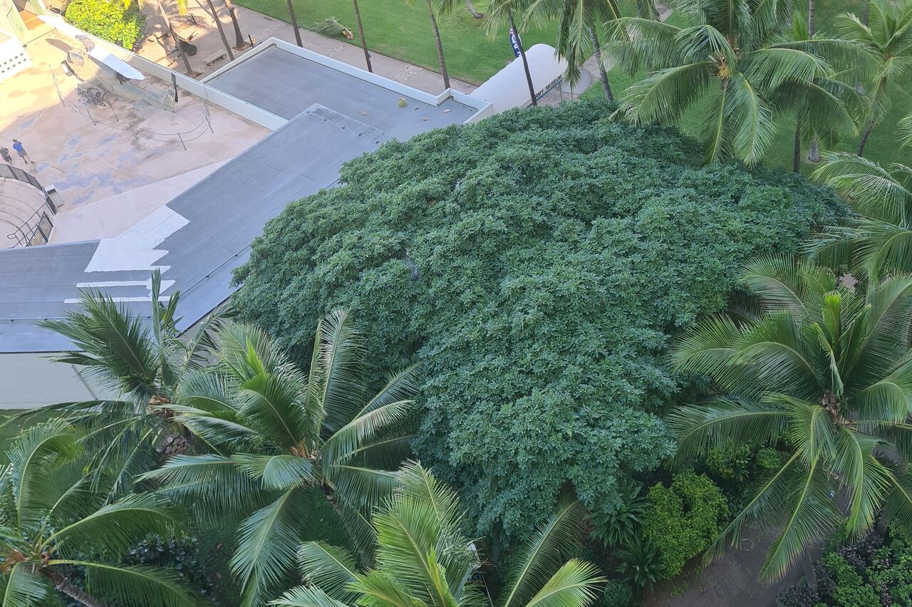 vorm Balkon rechts wird der Park gepflegt