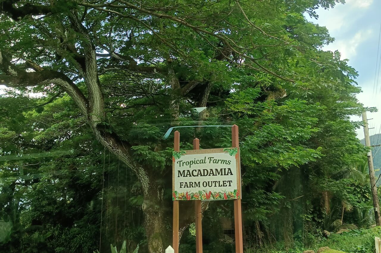 dann haben wir die Macadamianussfarm erreicht