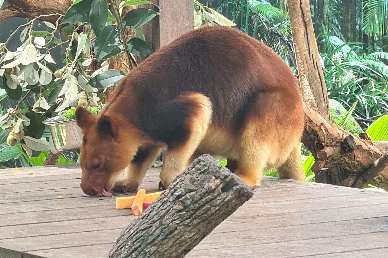 das kleine Gelbschwanzkänguru begrüßt uns als erstes