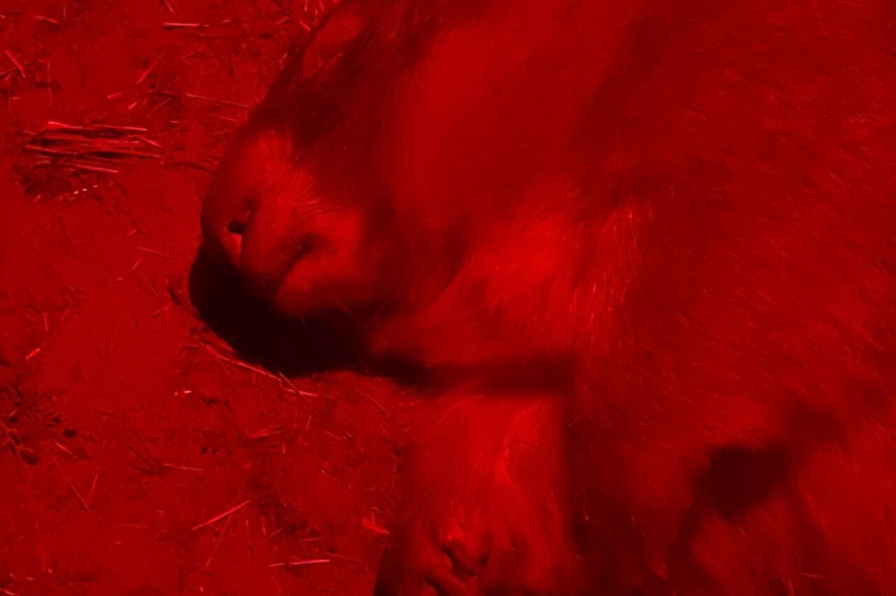 hier schläft ein Wombats - megasüß