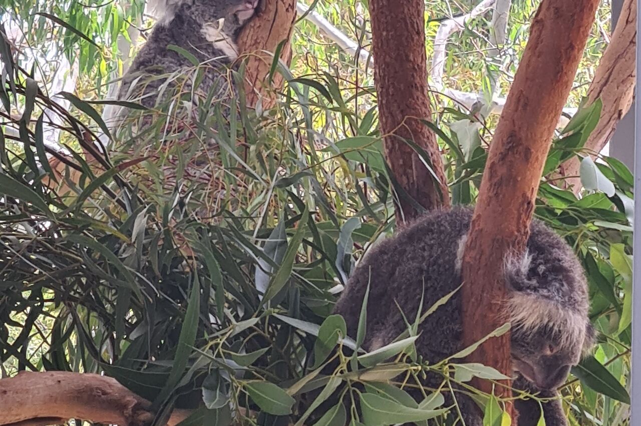 da sind sie ja, Koala Alarm
