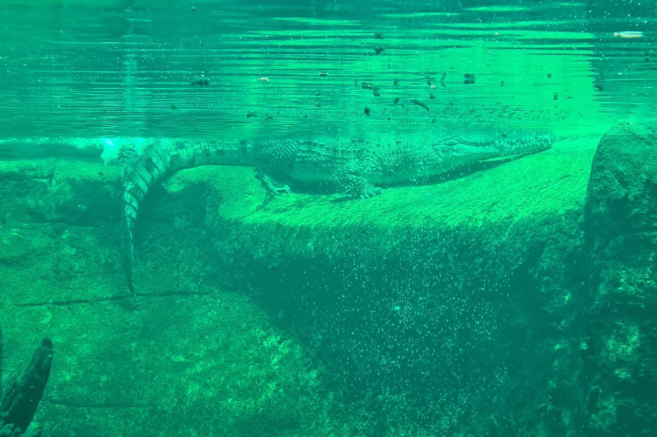 das ganz große Krokodil ist nicht mehr da, aber die reichen auch