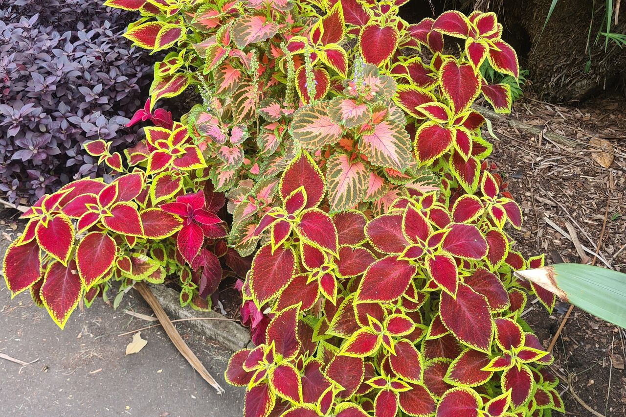 die Farben haben sogar mich als Floralbanausen beeindruckt
