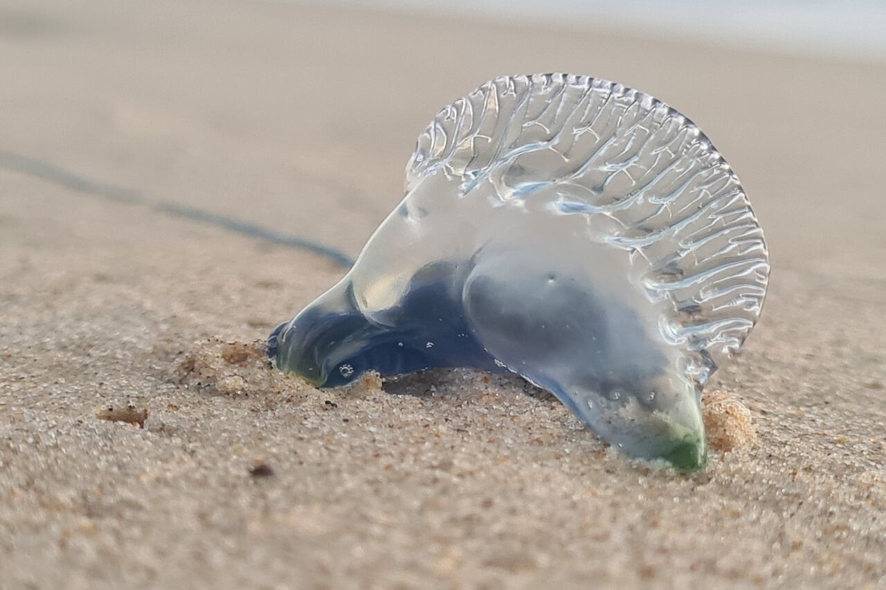 frisch angespült: kleine blaue Qualle