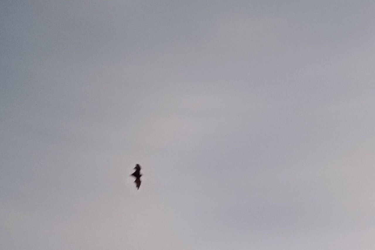 ..das ist kein Vogel !