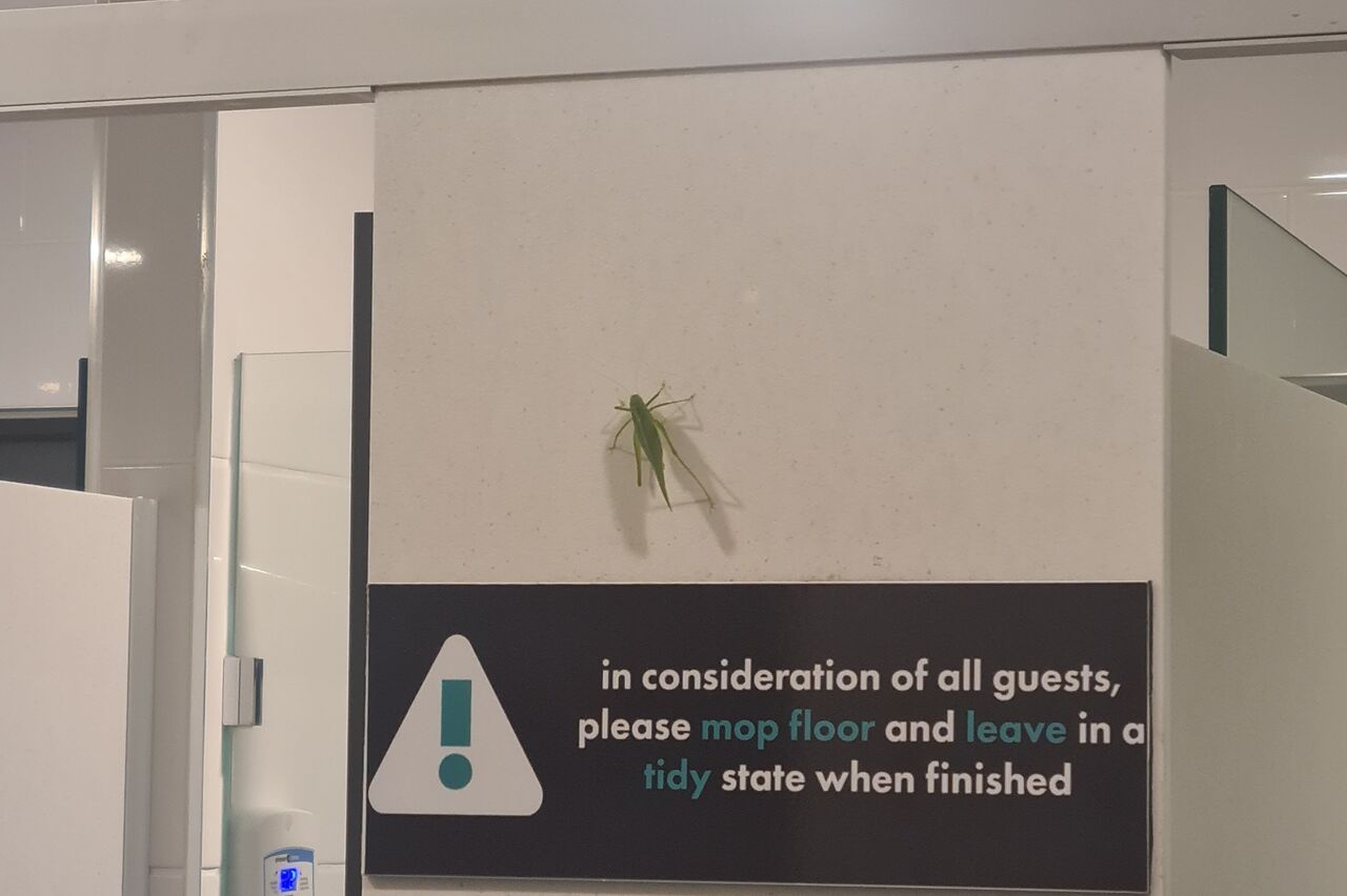 der Gute sitzt auf dem Männer WC und ist nicht wirklich klein