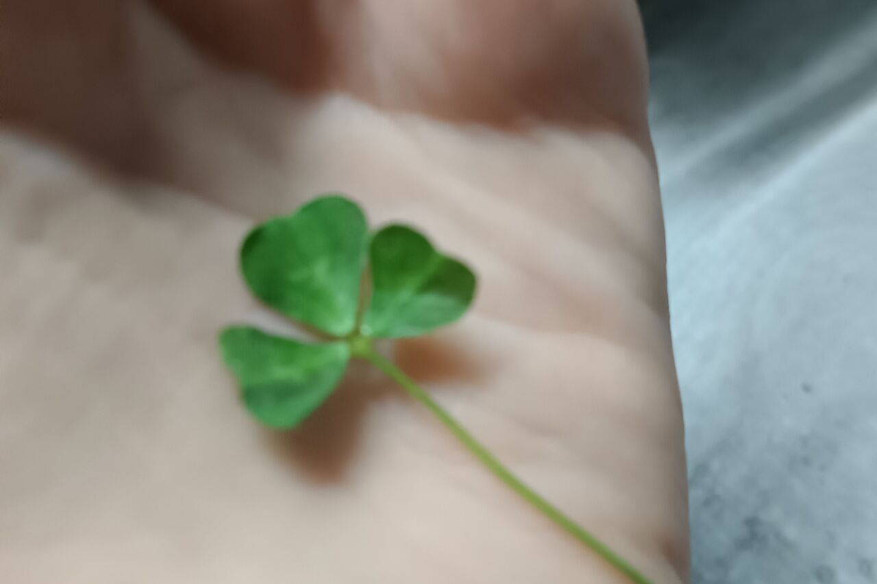 dreiblättriger australischer Glücksklee - zum Abendbrot im Rucola gefunden