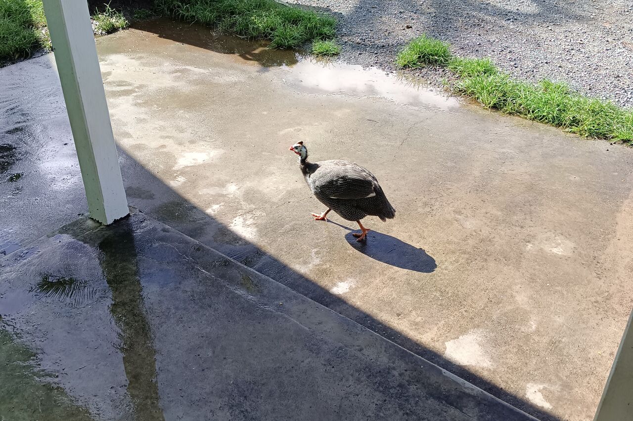 zu Hause hätte ich glaub ich Perlhuhn gesagt